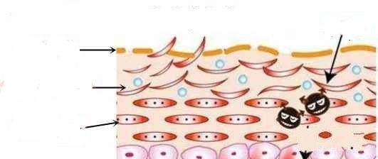 零基礎(chǔ)認(rèn)識皮膚結(jié)構(gòu)，看完整個人皮膚都變好了