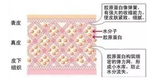 膠原蛋白是怎樣延緩衰老使皮膚變好的