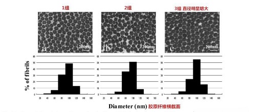 吃膠原蛋白真的有用嗎？看完這組科學實驗再下結論