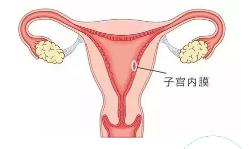 膠原蛋白可以修復(fù)子宮內(nèi)膜、保養(yǎng)卵巢嗎？