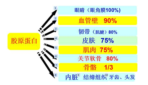 膠原蛋白什么時候吃最好？3大誤區(qū)你犯過嗎