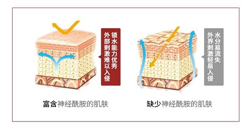 網(wǎng)紅成分神經(jīng)酰胺對(duì)皮膚的作用 一次講清楚