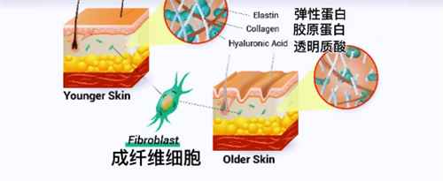 到底膠原蛋白肽有沒有用 這篇文章破解你的迷思