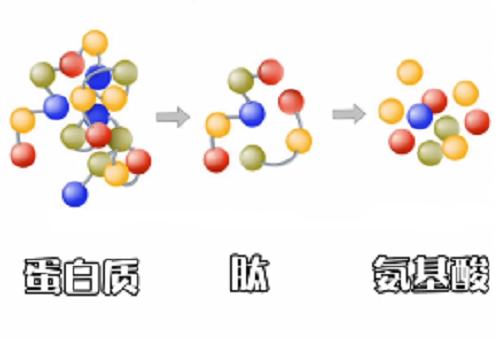 膠原蛋白肽分子量越小好嗎？