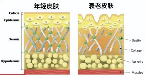 膠原蛋白的功效與作用 與膠原蛋白肽的區(qū)別 