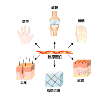 5個與膠原蛋白相關(guān)的驚人事實(shí)