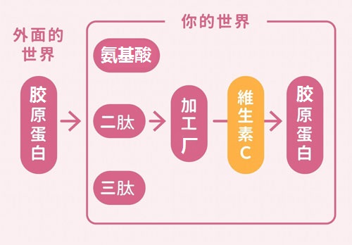 膠原蛋白7問 解開你的大多數(shù)困擾