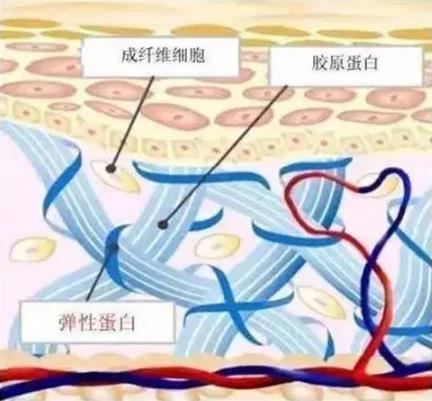 素食主義者如何補(bǔ)充膠原蛋白