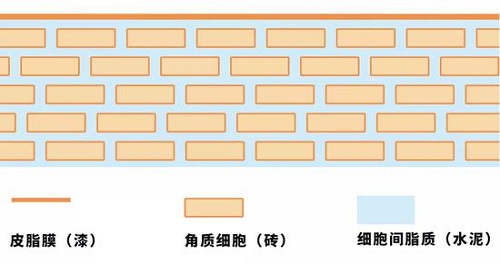 零基礎(chǔ)認(rèn)識皮膚結(jié)構(gòu)，看完整個人皮膚都變好了