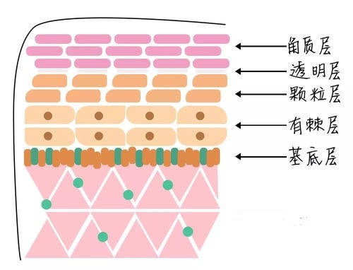 3分鐘了解皮膚結構 看懂理性護膚底層邏輯 不花冤枉錢