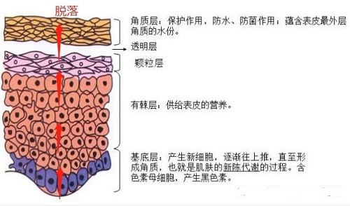 3分鐘了解皮膚結構 看懂理性護膚底層邏輯 不花冤枉錢