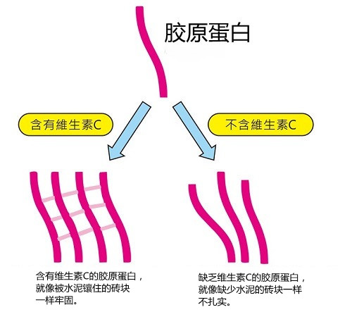 膠原蛋白基礎(chǔ)知識(shí) 從此沒(méi)人忽悠得了你