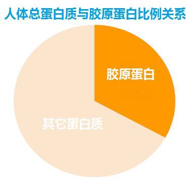 膠原蛋白功效、類型、選購與吃法，一次講清楚