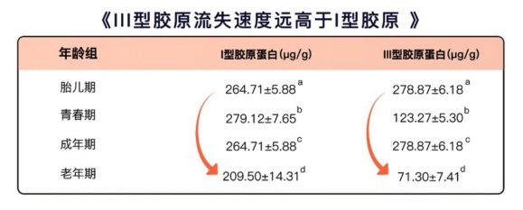 被忽視的III型膠原蛋白 肌膚柔嫩彈滑的關(guān)鍵