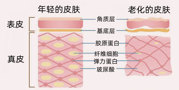 什么是玻尿酸？它有哪些功效？