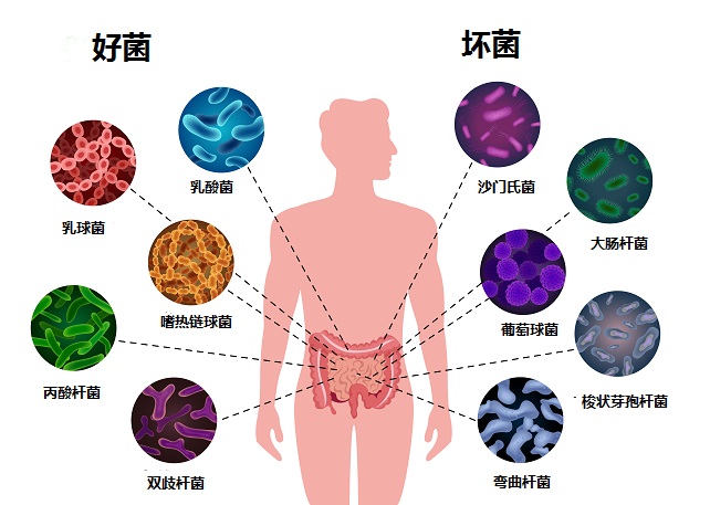 益生菌益生元合生元有什么區(qū)別 一分鐘弄清楚