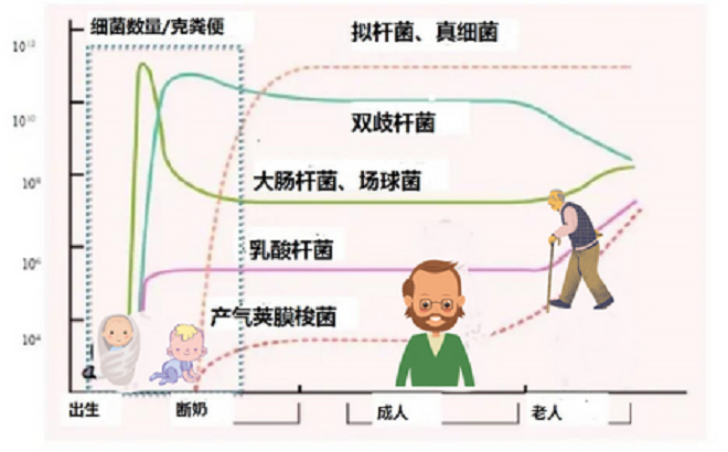 腸道怎么調(diào)理更健康 增加好菌減少壞菌這樣做就對了