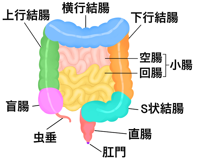 95%的人存在腸道健康問題！你的腸道還好嗎