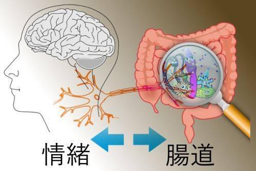 95%的人存在腸道健康問題！你的腸道還好嗎