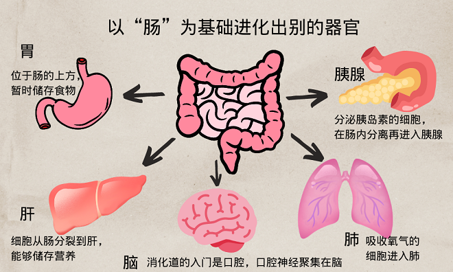 日本專家稱腸道遠(yuǎn)比大腦聰明，4個理由令人吃驚！