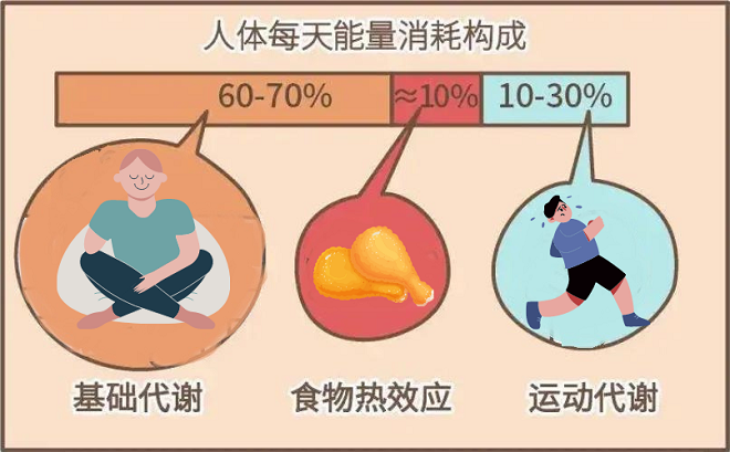 關于益生菌減肥法  你想知道的都在這兒