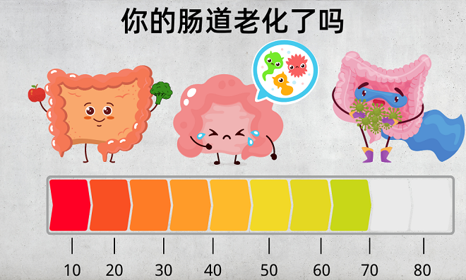 腸道老化會(huì)影響哪些方面？8個(gè)好習(xí)慣讓腸道年齡“回春”