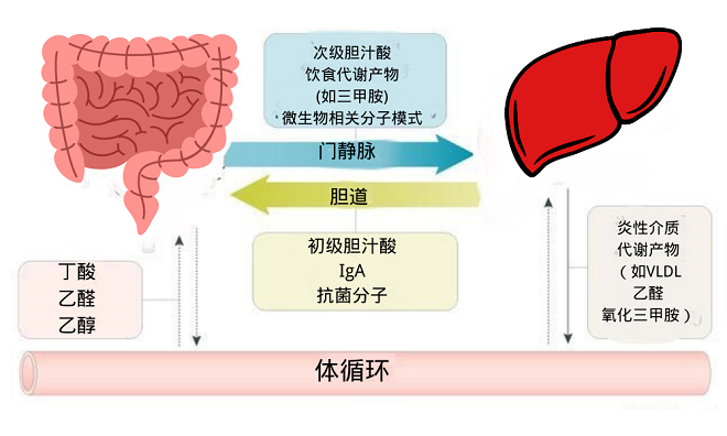 養(yǎng)肝先養(yǎng)腸 解決肝臟問題的鑰匙或許在腸道