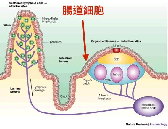 一張圖讀懂腸道健康的重要性，為什么說“養(yǎng)腸就是養(yǎng)生”？