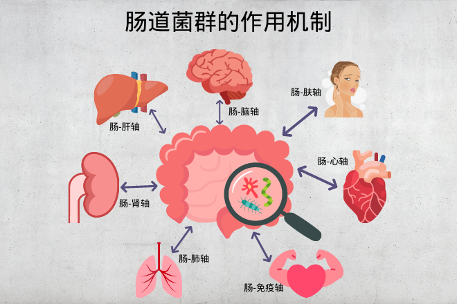 腸道菌群——身體的另一個(gè)器官