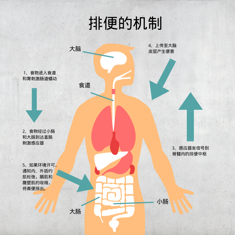 便秘怎么辦？原因、危害與改善方法大起底