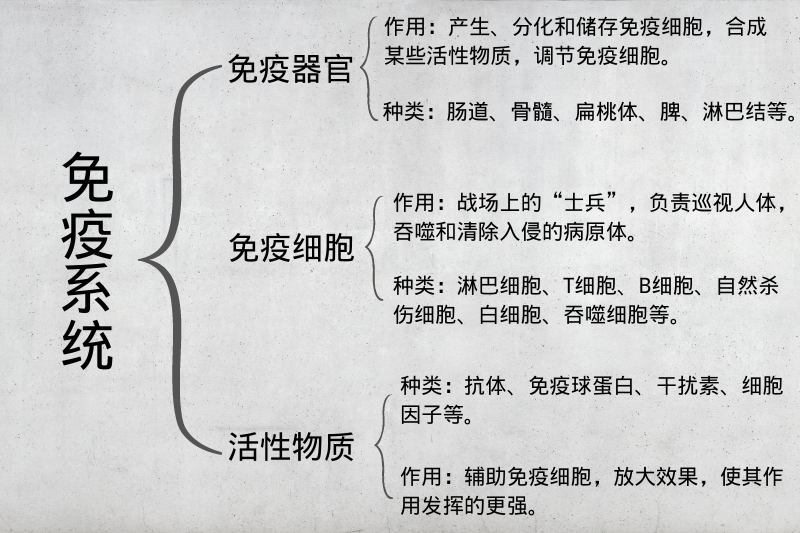 腸道的三大主要功能！有趣又長知識的腸道玄學