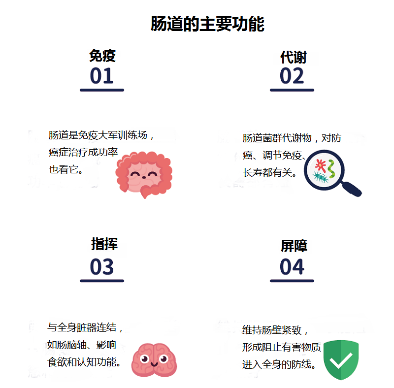 腸道對(duì)人體健康的重要性！為什么要特別呵護(hù)腸道