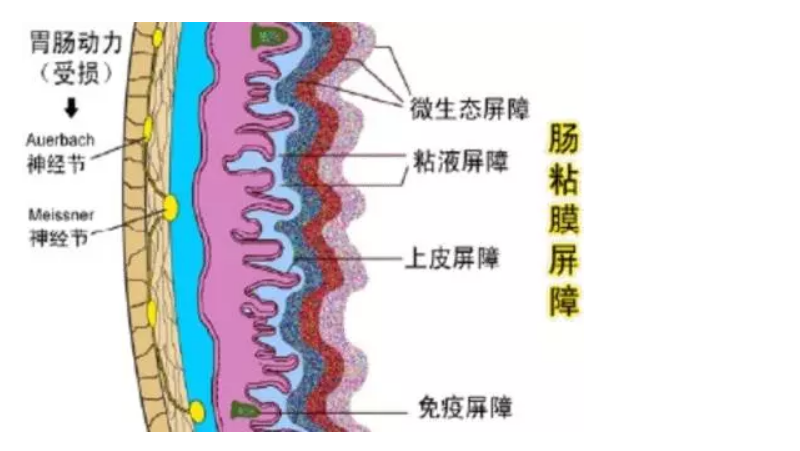 不愛吃粗糧？當心腸道菌吃你的腸子